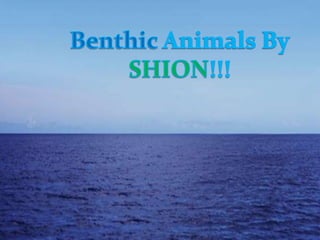 Benthic Ocean Animals
 