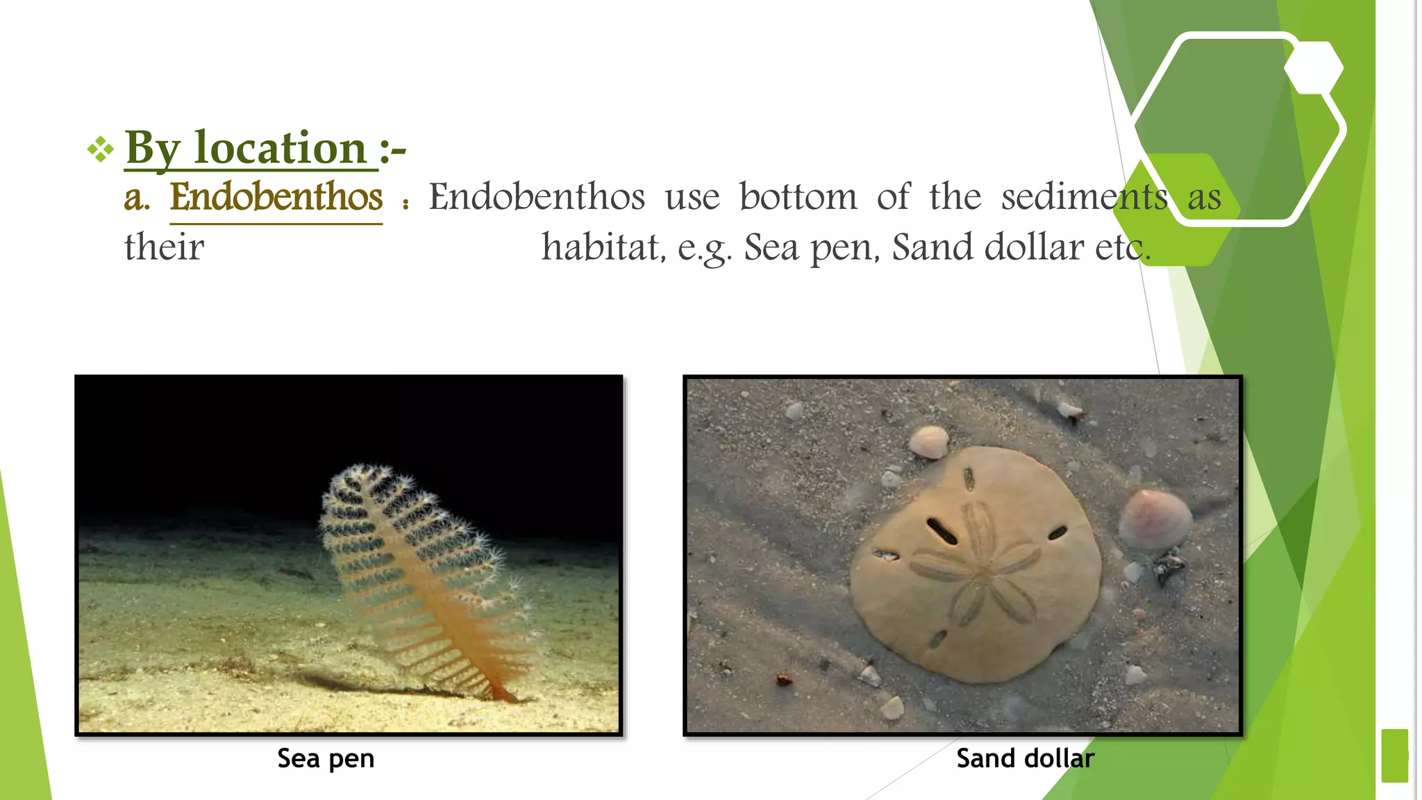  By location :-
a. Endobenthos : Endobenthos use bottom of the sediments as
their habitat, e.g. Sea pen, Sand dollar etc.
11Sea pen Sand dollar
 