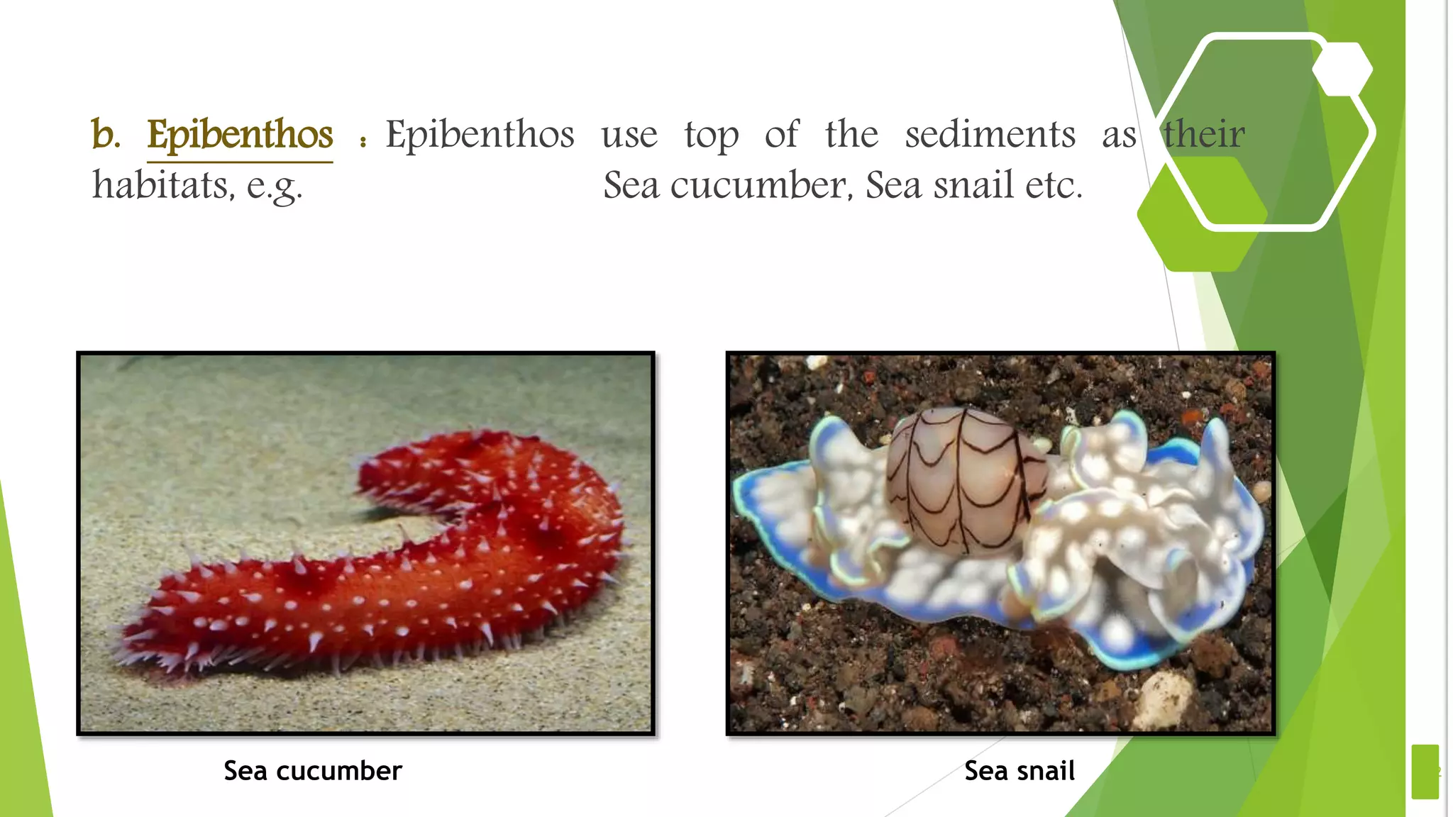 b. Epibenthos : Epibenthos use top of the sediments as their
habitats, e.g. Sea cucumber, Sea snail etc.
12Sea cucumber Sea snail
 
