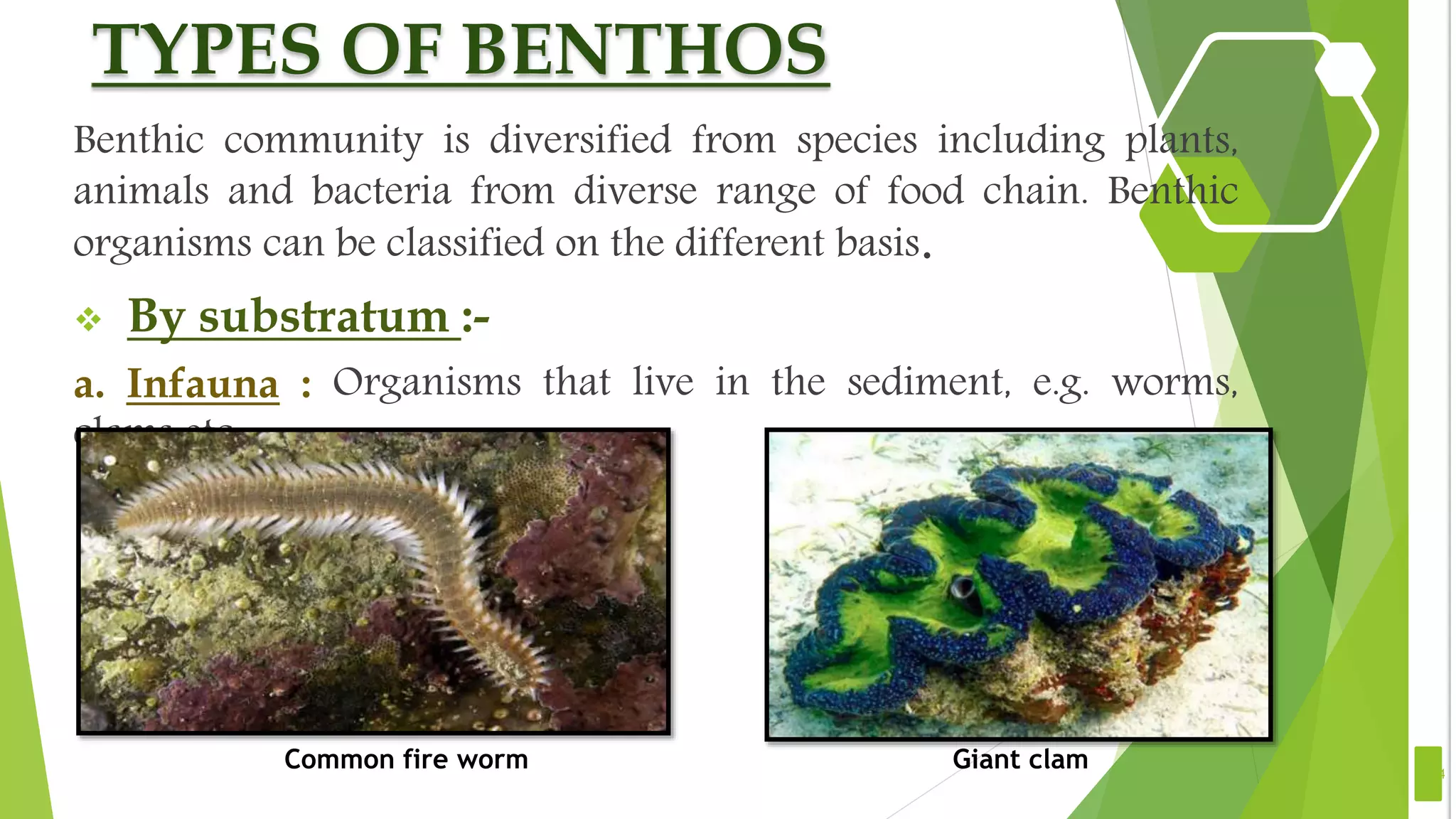 TYPES OF BENTHOS
Benthic community is diversified from species including plants,
animals and bacteria from diverse range of food chain. Benthic
organisms can be classified on the different basis.
 By substratum :-
a. Infauna : Organisms that live in the sediment, e.g. worms,
clams etc.
4
Common fire worm Giant clam
 