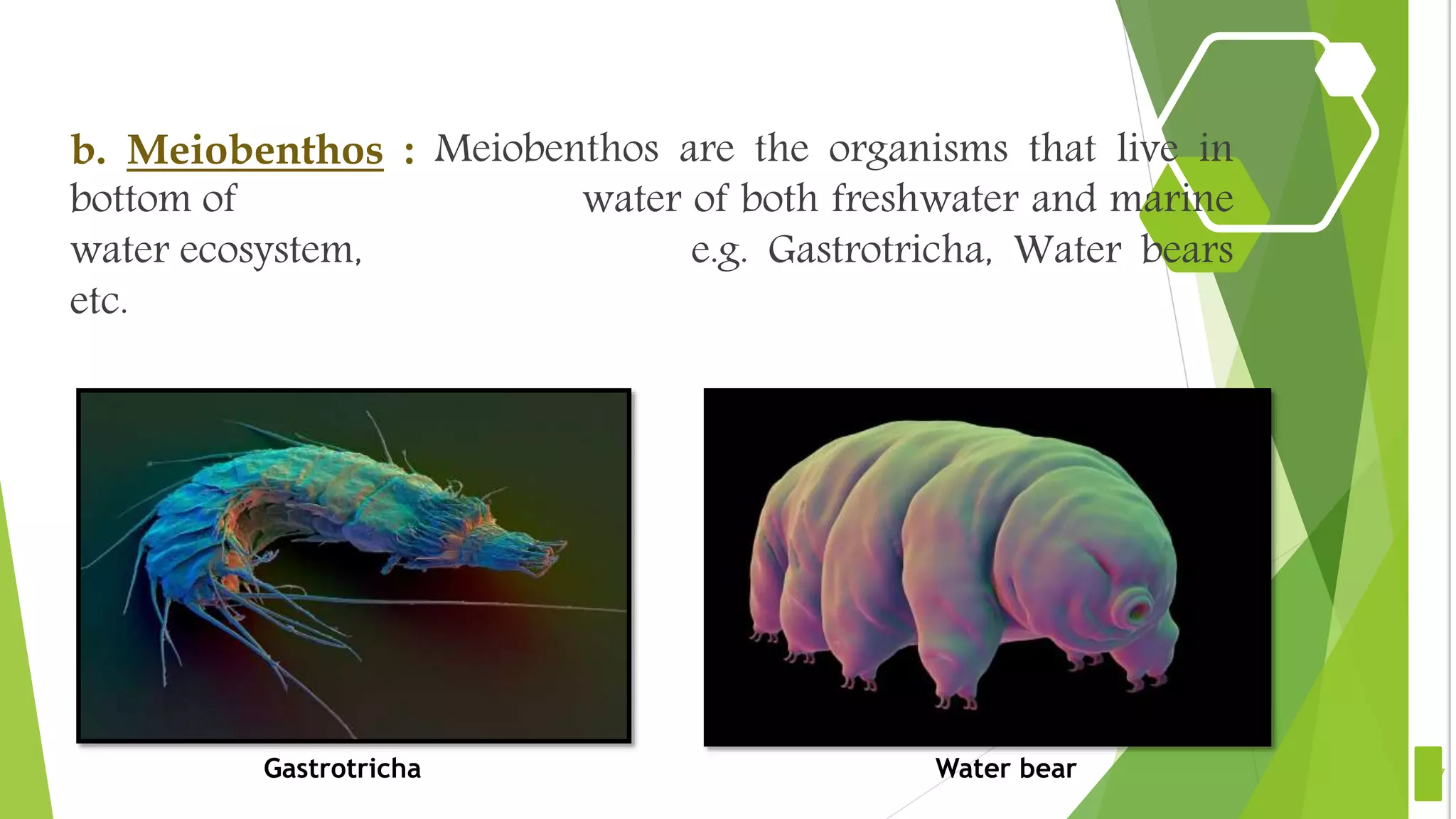 b. Meiobenthos : Meiobenthos are the organisms that live in
bottom of water of both freshwater and marine
water ecosystem, e.g. Gastrotricha, Water bears
etc.
7Gastrotricha Water bear
 