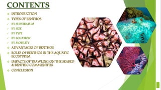 CONTENTS
 INTRODUCTION
 TYPES OF BENTHOS
 BY SUBSTRATUM
 BY SIZE
 BY TYPE
 BY LOCATION
 BY MOBILITY
 ADVANTAGES OF BENTHOS
 ROLES OF BENTHOS IN THE AQUATIC
ECOSYSTEM
 IMPACTS OF TRAWLING ON THE SEABED
& BENTHIC COMMUNITIES
 CONCLUSION
2
 