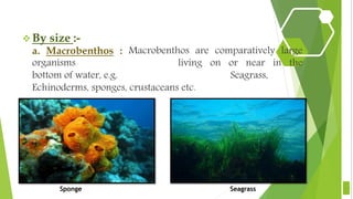  By size :-
a. Macrobenthos : Macrobenthos are comparatively large
organisms living on or near in the
bottom of water, e.g. Seagrass,
Echinoderms, sponges, crustaceans etc.
6
Sponge Seagrass
 