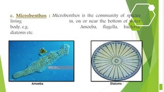 c. Microbenthos : Microbenthos is the community of species
living in, on or near the bottom of water
body, e.g. Amoeba, flagella, bacteria,
diatoms etc.
8Amoeba Diatoms
 