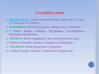 CLASSIFICATION
 POLYPETALAE: sepals and petals distinct, petals free (14 series,
25 orders and 165 families) –
 Thalamiflorae: flowers hypogynous, stamens many, disc absent •
 6 Orders: Ranales, Parietales, Polygalineae, Caryophyllineae,
Guttiferales and Malvales ,
 Disciflorae: flowers hypogynous, disc present below the ovary
 4 Orders: Geraniales, Olacales, Celastrales and Sapindales –
 Calyciflorae: flowers perigynous or epigynous
 5 Orders: Rosales, Myrtales, Passiflorales, Ficoidales and
 