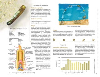 Atributos de la especie

                                                        Distribución zoogeográfica
                                                        La especie se distribuye en el litoral de las pro-




                                                                                                                                                                                                                                                                                                                                                                 E S P E C I E S
                                                        vincias biogeográficas centrochilena y
                                                        magallánica (Chile central hasta el sur de Ar-
                                                        gentina). La distribución zoogeográfica latitudi-
                                                        nal va desde Caldera (27° LS) hasta el Estrecho
                                                        de Magallanes (55° LS) (Osorio, 2002).




                                                    ○
                                                    ○
                                                        Distribución batimétrica




                                                    ○
                                                    ○
                                                    ○




                                                                                                                                                                                                                                                                                                                                                                 B E N T O N I C A S
                                                        La distribución batimétrica de la población ocurre




                                                    ○
                                                        entre los 2 m y los 25 m de profundidad.




                                                    ○
                                                    ○
                                                    ○
                                                        Biología


                                                    ○
                                                                                                                                                                                          Fig. 2. Ciclo de vida del huepo

                                                    ○
                                                        Animal protostomado, bivalvo, filtrador
                                                    ○
      Identificación de la especie                      suspensivoro, dioico, sin dimorfismo sexual ex-
                                                    ○
                                                        terno. Presenta una concha elongada con un                   Ecología                                                                                               portamiento sedentario tanto para alimentarse
                                                    ○


  Nombres
                                                    ○


                                                        periostraco que normalmente se descama.                      Habita fondos blandos, principalmente en el                                                            como para reproducirse. Su alimento consiste
                                                    ○




  Común             : Huepo                             Dentro de su morfología (Fig. 1) sobresale un pie            submareal de playas arenosas del centro y sur                                                          en plancton. Ejemplares pequeños pueden ser
                                                    ○




  Científico        : Ensis macha                       muscular poderoso y sifones que pueden al-
                                                    ○




  Internacional     : Long Razor Clams                                                                               de Chile, formando agregaciones desde unos                                                             presa de peces carnívoros (pejeperro o vieja
                                                    ○




  Símil comercial : Ensis directus                      canzar más de la mitad de su cuerpo. Posee                   pocos individuos hasta millares. Tiene un com-                                                         negra), así como de crustáceos (jaibas).
                                                    ○




                                                                                                                                                                                                                                                                                                                                                                 D E
                                                        fecundación externa, genera embriones que se
                                                    ○




                                                        convierten en larvas “veliger” de vida libre

                                                                                                                     h                                                  u                                          e                                     p                                         o
  Posición Taxonómica
                                                    ○
                                                    ○




  Phylum            : Mollusca                          planctónica (Fig 2), completa su metamorfosis
                                                    ○




                                                                                                                                                                                                                                                                                                                                                                 I M P O R T A N C I A
  Clase             : Pelecypoda                        con el asentamiento en forma de un pequeño
                                                    ○




  Orden             : Bivalvia                          bivalvo. En ambiente controlado las larvas
                                                                                                             ○   ○   ○   ○   ○   ○          ○      ○   ○   ○   ○   ○    ○   ○    ○    ○   ○   ○   ○    ○   ○   ○   ○   ○    ○   ○   ○   ○    ○   ○   ○   ○    ○   ○   ○   ○    ○   ○   ○   ○   ○   ○   ○                                         ○       ○
                                                    ○




  Familia           : Solenidae                         metamorfosean luego de transcurridos 24 días
  Género            : Ensis
                                                        desde la fecundación (Olave et. al., 1999). La                                                     Pesquería                                                        alcanzó el máximo histórico con 1.700 t, los
                pié                                        talla de primera madurez sexual individual                                                                                                                       desembarques se han estabilizado alrededor de
                                  vaina que contiene           se ha detectado en machos a los 78,1                  Serie histórica de desembarques                                                                        las 1.200 t anuales (Fig. 3). En el año 1998, la
                                   el intestino recto
                                                                 mm y en hembras a los 77,6 mm. A                    Los registros históricos a nivel nacional se re-                                                       pesquería fue sometida a una veda estacional,
porción del manto
   con borde de                                                   partir de la cual se reproduce anual-              montan a la década del ‘80 en el siglo pasado.                                                         vigente al día de hoy, la cual no ha causado una
       flecos                            masa abdominal            mente durante toda su vida (repro-                Desde 1988 y hasta el año 1991, los desembar-                                                          disminución en las capturas, debido a que los
                                         que contiene las
porción carnosa                        vísceras y órganos          ducción iterópara) con un período de              ques nacionales crecieron de año en año a razón                                                        niveles de desembarque se han mantenido sobre
    del manto                                                       máxima madurez gonádica y de eva-                de 600 t anuales. A partir de 1991, año en que se                                                      las 10.000 toneladas.
                                          ventrículo                cuación de gametos centrado en la




                                                                                                                                                                                                                                                                                                                                                                 C O M E R C I A L
  manto con sus                                                     época estival. La talla crítica se ha                                          20.000
  tentáculos en                            aurículas                estimado entre 150 y 160 mm, equi-
 forma de flecos




                                                                                                                                                                                                                                                                                                       Elaborada a partir de información de Sernapesca
                                                                     valente a una edad entre 3 y 4 años,
  manto                                                              respectivamente.                                                              15.000
                                                                                                                                 Desembarque (t)



                                              intestino recto
  músculos                                     músculo retractor
transversales                                      del pie          El crecimiento es relativamente rá-                                            10.000
                                                 ano                pido (3 a 4 mm por mes en pro-
    músculos                                                        medio), alcanzando tallas máxi-
 retractores de                              seno venoso de las                                                                                     5.000
   los sifones                                     branquias        mas de 203 a 207 mm (Barahona
                                                sifones             et. al., 2003).
                                                                                                                                                           0
                                       tentáculos del sifón                                                                                                        88                90               92               94               96               98               00
 Fig. 1. Anatomía general un huepo (Modificado de Lotina, 1973)                                                                                                                 Fig. 3. Desembarque Nacional 1988 - 2001
                                                                                                                                                                                                                                                                                                                                                             7
 