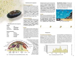 Atributos de la especie                                       distinguir dos grupos de especies: lapas que alcan-                                                     Notochthamalus scabrosus). Presentan como
                                                                                                                                                     zan sobre los 10 cm de talla y que corresponde a las                                                    epibiontes (organismos adheridos a su concha) más
                                                                                Distribución zoogeográfica                                           especies, F. maxima, F. cumingi, F. nigra y F.                                                          comunes a cirripedios (picorocos), poliquetos (gusa-
                                                                                El Género Fissurella, representado por 13 espe-                      latimarginata, y lapas de tamaños menores de 10                                                         nos marinos) y algas. Entre los depredadores de
                                                                                cies, de las cuales 10 son recursos pesqueros,                       cm que reúne a las especies F. crassa, F. bridgesi,                                                     este recurso se encuentran aves, peces, mamíferos




                                                                                                                                                                                                                                                                                                                                                                                                    E S P E C I E S
                                                                                se distribuye en la costas de Perú, Chile y Argen-                   F. picta, F. costata, F. limbata y F. pulchra (Bretos,                                                  marinos, roedores y estrellas de mar.
                                                                                tina, ocho de estas especies se ubican desde el                      1988). Estimaciones de crecimiento para F. cumingi
                                                                                litoral del Perú (10° LS) hasta Chile Central (37°LS)                y F. latimarginata, indican que estas especies al-
                                                                                (F. bridgesii, F. costata, F. crassa, F. cumingi,                    canzan la talla mínima legal de extracción ( 65 mm)
                                                                                F. latimarginata, F. limbata, F. maxima, y F.                        alrededor de los 2.8 años (Olguín et. al. 1997).
                                                                                pulchra); mientras que F. nigra y F. picta
                                                                                pertenencen a la Provincia magallánica temperada                     Ecología
                                                                                fría que comprende el sur de Chile (43° LS) y                        Molusco herbívoro de amplia distribución en hábitat




                                                                        ○




                                                                                                                                                                                                                                                                                                                                                                                                    B E N T O N I C A S
                                                                                Argentina (50°LS) (Oliva y Castilla, 1992).                          del intermareal y submareal de fondos duros, asocia-




                                                                        ○
                                                                                                                                                     dos generalmente a cinturones de algas (Gelidium




                                                                        ○
                                                                        ○
                                                                                Distribución batimétrica                                             sp., Lessonia nigrescens, Ulva sp), moluscos



                                                                        ○
                                                                                Las especies de Fissurella se distribuyen entre el                   (Perumytilus purpuratus, Tegula atra, Chiton


                                                                        ○
                                                                                hábitat intermareal y submareal. Es así que F. crassa,               latus, Chiton granosus, Prisogaster niger), crus-
                                                                        ○
                                                                                                                                                                                                                                                                             Fig. 2. Ciclo de vida de lapas
                                                                        ○
                                                                                F. limbata, F. picta, F. nigra y F. bridgesii se                     táceos (Balanus laevis, Jehlius cirratus,
                                                                        ○
                                                                        ○
                                                                                distribuyen preferentemente en el intermareal, mien-
                                                                                tras que las especies F. costata, F. cumingi, F.
                                                                        ○



                  Identificación de la especie
                                                                                latimarginata, F. maxima y F. pulchra se ubican
                                                                        ○
                                                                        ○




             Nombres

                                                                                                                                                     l                                                                  a                                                    p                                                        a
                                                                                en el submareal (Olguín et. al., 1997).
                                                                        ○




             Común               :   Lapa
                                                                        ○




             Científico          :   Fissurella spp




                                                                                                                                                                                                                                                                                                                                                                                                    D E
                                                                                Biología
                                                                        ○




                                                                                                                                             ○   ○   ○   ○   ○   ○   ○     ○               ○    ○   ○   ○   ○   ○   ○   ○   ○    ○   ○   ○   ○   ○   ○   ○   ○   ○   ○   ○    ○   ○   ○   ○   ○   ○   ○   ○   ○   ○   ○   ○   ○   ○   ○                  ○                                  ○   ○
                                                                        ○




             Internacional       :   Keyhole limpet                             Todas las especies de lapas son dioicas (Fig. 1),
             Símil comercial     :   Diodora aspera                             no presentándose fenómenos de hermafroditismo.




                                                                                                                                                                                                                                                                                                                                                                                                    I M P O R T A N C I A
                                                                                Su fecundación es externa, con una primera eta-
             Posición taxonómica                                                pa larval pelágica. Una característica común de
             Phyllum        : Mollusca                                          la lapa, es poseer individuos sexualmente ma-                                                                  Pesquería
             Clase          : Gastropoda                                        duros durante gran parte del año, con ocurrencia
             Orden          : Archaeogatropoda                                  de dos períodos reproductivos anuales (Fig. 2).                      Serie histórica de desembarques                                                                         nos de desembarque, fue motivado por las nor-
             Familia        : Fissurellidae                                     El asentamiento de las diferentes especies ocu-                      La pesquería de lapa es multiespecífica, la cual                                                        mas pesqueras a las cuales se sometió el recurso
             Género         : Fissurella                                        rre principalmente durante la época de invierno y                    involucra a 10 de las 13 especies del género                                                            loco a partir de este último año. Entre 1986 y 2001
                                                                                verano (Bretos, 1988).                                               Fissurella descritas para las costas de Chile.                                                          los desembarques se mantuvieron estables en un
                                                                                                                                                     Entre 1978 y 1983 las capturas no sobrepasaron                                                          rango de 2.159 t y 4.142 t, siendo la excepción el
                                                                                             El tamaño mínimo de madurez sexual de                   las 300 t, a partir de 1984 los volúmenes de pesca                                                      año 1993 donde la producción alcanzó las 6.034 t,
                                     intestino gónada aorta ventrículo
                                                                     aurícula                      las principales especies de lapas,                alcanzaron las 1000 t, elevándose por sobre las                                                         debido a la alta demanda que experimento el mer-
                            protostilo                                        celoma
           glándula digestiva                                                     nefrostoma             corresponde a 42-70 mm para                 3000 t en 1985. El factor fundamental del incre-                                                        cado exterior, principalmente asiático, por este re-




                                                                                                                                                                                                                                                                                                                                                                                                    C O M E R C I A L
               concha
                                                                                       nefridio               F. cumingi; 46-50 mm                   mento de la actividad de esta pesquería, en térmi-                                                      curso (Fig. 4).
                                                                                          nefridioporo
             manto                                                                                                para F. maxima; 32 -
                                                                                                 membrana dorsal




                                                                                                                                                                                                                                                                                                                                          Elaborada a partir de información de Sernapesca
     cordón mucoso                                                                                                  48 mm F. limbata,                                                          7.000
anillo nervioso                                                                                    cavidad paleal      42 mm para F.                                                           6.000
                                                                                                                                                                         Desembarque (t)



                                                                                                                       nigra, mientras                                                         5.000
                                                                                                          ano          que para F. lati-                                                       4.000
      boca
                                                                                                                       marginata el ran-                                                       3.000
    rádula                                                                                                            go fluctúa entre los                                                     2.000
                                                                                                                    35-45 mm. De acuer-                                                        1.000
                     cordones    cordones                         músculo
                    nerviosos    nerviosos saco del pié         retractor del      branquias   osfradio            do a los tamaños                                                                0
                    viscerales    pedios    estilo                   pié                                         máximos descritos para                                                                 1978                    1983                 1988                    1993                 1998
                                                                                                                este recurso, es posible
             Fig. 1. Anatomía general de una lapa (Modificado de Barnes, 1986)                                                                                                                                      Fig. 4. Desembarque Nacional 1978 - 2001
                                                                                                                                                                                                                                                                                                                                                                                                11
 
