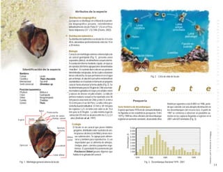 Atributos de la especie

                                                           Distribución zoogeográfica
                                                          La especie se distribuye en el litoral de la provin-




                                                                                                                                                                                                                                                                                                                                                                E S P E C I E S
                                                          cia biogeográfica peruana, extendiéndose
                                                          latitudinalmente desde Paita (5° LS) en el Perú,
                                                          hasta Valparaíso (33° LS) Chile (Osorio, 2002).

                                                          Distribución batimétrica




                                                      ○
                                                          Su distribución batimétrica va desde los 4 m a los




                                                      ○
                                                          40 m, ubicándose preferentemente entre los 10 m




                                                      ○
                                                      ○
                                                          a 20 metros.




                                                      ○




                                                                                                                                                                                                                                                                                                                                                                B E N T O N I C A S
                                                      ○
                                                          Biología




                                                      ○
                                                      ○
                                                          Caracol con morfología externa e interna típica de



                                                      ○
                                                          un caracol gastrópodo (Fig. 1), presenta sexos


                                                      ○
                                                          separados (dioico), sin dimorfismo sexual externo.

                                                      ○
                                                      ○
                                                          Fecundación interna mediante cópula, en épocas
                                                      ○
                                                      ○
                                                          de reproducción forma agrupaciones denominadas
     Identificación de la especie                         “maicillos”. En sustrato duro colocan sus posturas
                                                      ○
                                                      ○




 Nombres                                                  denominadas ovicápsulas, de las cuales eclosionan
                                                      ○




 Común               :   Locate                           larvas veliconcha, las que permanecen en el agua
                                                      ○




                                                                                                                                                                                                    Fig. 2. Ciclo de vida de locate
                                                          por un tiempo, al cabo del cual sufren metamorfosis
                                                      ○




 Científico          :   Thais chocolata
                                                      ○




 Internacional       :   Top shell




                                                                                                                                                                                                                                                                                                                                                                D E
                                                          asentándose en el sustrato en forma de un pequeño
                                                      ○




 Símil comercial     :   Strombus sp.                     caracol hasta alcanzar la forma adulta (Fig. 2). Se

                                                                                                                         l                                          o                                    c                           a                                   t                            e
                                                      ○




                                                          ha determinado para la I Región de Chile una máxi-
                                                      ○




 Posición taxonómica
                                                      ○




                                                                                                                                                                                                                                                                                                                                                                I M P O R T A N C I A
                                                          ma madurez gonádica en mayo y en octubre-enero
                                                      ○




 Phyllum        : Mollusca
                                                          y épocas de desove en julio-octubre. La talla de
                                                                                                                 ○   ○   ○   ○   ○   ○     ○               ○    ○   ○   ○   ○   ○   ○   ○   ○   ○    ○   ○   ○   ○   ○   ○   ○   ○   ○   ○   ○   ○   ○   ○   ○   ○   ○   ○    ○   ○   ○   ○   ○   ○   ○   ○                                         ○       ○
                                                      ○




 Clase          : Gastropoda
 Orden          : Neogastropoda                           primera madurez sexual se ha reportado a los 40
 Familia        : Thaididae                               mm para la zona norte de Chile y entre 51,6 mm a                                                          Pesquería
 Género         : Thais                                   53,6 mm para el sur del Perú. La talla crítica pre-                                                                                                                    históricas superiores a las 8.000 t en 1986, perio-
                                                          senta fluctuación latitudinal, 61 mm a 69 mm para              Serie histórica de desembarques                                                                         do que coincide con una abrupta disminución en
                                                          las regiones I y II, en tanto este valor es de 75,6            Especie que hasta 1978 era de consumo limitado y                                                        los desembarques del recurso loco. A partir de
                         Ápice
                                 Protoconcha              mm para la III Región. La talla mínima legal de                no figuraba en las estadísticas pesqueras. Entre                                                        1987 se comienza a observar un paulatino au-
                                    Línea de sutura        extracción (55 mm) se alcanza entre los 3,2 y 3,5             1979 y 1989 las cifras oficiales del desembarque                                                        mento en las capturas llegando a registrar en el
            Vuelta                    Rampa sutural         años (Andrade et. al., 1997).                                registran un aumento constante, alcanzándo cifras                                                       2001 solo 825 toneladas (Fig. 3).
Espiral
                                                           Ecología




                                                                                                                                                                                                                                                                                                                                                                C O M E R C I A L
                                           Apertura         El locate es un caracol que posee hábitos                                                          9.000
                                            concha          gregarios, distribuido sobre sustratos de are-                                                     8.000




                                                                                                                                                                                                                                                                                                          Elaborada a partir de información de Sernapesca
                                                             na gruesa calcárea (conchilla) y áreas roco-                                                      7.000
                                                                                                                                         Desembarque (t)



                                                     Última sas submareales. Se agrupa para alimen-                                                            6.000
                                                     vuelta tarse y también para reproducirse. Es un                                                           5.000
                                                              depredador que se alimenta de almejas,                                                           4.000
 Opérculo                                    Labrum           cholgas, piure, carroña y pequeños orga-                                                         3.000
                                                             nismos. Es parasitado frecuentemente por                                                          2.000
                                                             Proctoeces lintoni gusano digeneo que                                                             1.000
                                       Canal sifonal        habita en la gónada del caracol.                                                                       0
                                                                                                                                                                        1979                    1984                     1989                    1994                        1999
 Fig. 1. Morfología general externa de locate                                                                                                                                           Fig. 3. Desembarque Nacional 1979 - 2001
                                                                                                                                                                                                                                                                                                                                                            13
 