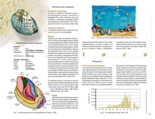 Atributos de la especie

                                                                                 Distribución zoogeográfica
                                                                                 La especie se distribuye en el litoral de las provin-




                                                                                                                                                                                                                                                                                                                                                                                                      E S P E C I E S
                                                                                 cias biogeográficas peruana, centrochilena y
                                                                                 magallanica (Perú, Chile continental e Islas Juan
                                                                                 Fernández). La distribución zoogeográfica latitudi-
                                                                                 nal va desde Islas Lobos Afuera (6° LS) en Perú a
                                                                                 Cabo de Hornos (55° LS) en Chile (Castilla, 1983).

                                                                                 Distribución batimétrica
                                                                                 La distribución batimétrica de la población ocurre
                                                                                 entre los 0 y los 50 m de profundidad.




                                                                           ○




                                                                                                                                                                                                                                                                                                                                                                                                      B E N T O N I C A S
                                                                           ○
                                                                           ○
                                                                                 Biología



                                                                           ○
                                                                                 Animal carnívoro, dioico, sin dimorfismo sexual ex-                                              Fig. 2. Ciclo de vida del loco (Modificado de Bustos y Navarrete, 2001)



                                                                           ○
                                                                           ○
                                                                                 terno. Presenta una concha globosa gruesa y estriada,

                                                                           ○
                                                                                 con una gran abertura que contiene a un pie muscular              aunque puede actuar como carroñero. Posee mayor                                                       asteroídeos (estrellas de mar). Ejemplares más pe-
                    Identificación de la especie
                                                                           ○
                                                                           ○     con un reducido opérculo corneo (Fig. 1). Posee                   actividad nocturna y se mueve en hordas en el                                                         queños pueden ser presa, a su vez, de peces carní-
                                                                                                                                                   intermareal y submareal somero. Constituye presa                                                      voros como pejeperro o vieja negra (Castilla, 1983;
                                                                           ○

                 Nombres                                                         fecundación interna y las hembras producen embrio-
                                                                           ○



                 Común           :Loco                                           nes fecundados que son depositados en cápsulas                    de aves y mamíferos marinos y equinodermos                                                            Moreno y Reyes, 1988).
                                                                           ○




                 Científico      :Concholepas concholepas
                                                                           ○




                                                                                 que luego adhiere a las rocas. De estas cápsulas

                                                                                                                                                    l                                                            o                                                         c                                                            o
                 Internacional   :chilean abalone, barnacle rock
                                                                           ○




                                  shell                                          emergen larvas veliger que permanecen por varias
                                                                           ○




                                                                                 semanas en el plancton, completando su metamor-
                                                                           ○




                 Símil comercial :Haliotis spp




                                                                                                                                                                                                                                                                                                                                                                                                      D E
                                                                           ○




                                                                                 fosis con el asentamiento en forma de un pequeño          ○   ○    ○   ○   ○   ○           ○     ○    ○   ○   ○    ○   ○    ○   ○    ○   ○    ○   ○    ○   ○    ○   ○   ○    ○   ○    ○   ○    ○   ○    ○   ○   ○    ○   ○    ○   ○    ○   ○   ○   ○   ○                                  ○                  ○   ○


                 Posición Taxonómica                                             caracol blanco de 1 a 2 mm. Le toma 2 años en
                 Phylum        :Mollusca                                         alcanzar la talla de primera maduraz sexual (rango                                                   Pesquería




                                                                                                                                                                                                                                                                                                                                                                                                      I M P O R T A N C I A
                 Clase         :Gastropoda                                       entre los 50 y 60 mm). Se reproduce anualmente con
                 Orden         :Neogastropoda                                    un amplio período de evacuación de gametos (Fig.                  Serie histórica de desembarques                                                                       fluctuaciones en los volúmenes de desembarque y
                 Familia       :Muricidae                                                                                                          La pesquería tiene un largo período de desarrollo,                                                    signos de ineficiencia económica en algunas regio-
                                                                                 2). Puede estar maduro durante todo el año, siendo
                 Género        :Concholepas
                                                                                 su fecundidad y fertilidad muy alta. Sin embargo, la              cuyos registros históricos a nivel nacional se remon-                                                 nes del país. En este período se alcanzó el desem-
                                área                                             máxima madurez sexual ocurre entre febrero y mayo                 tan a la década del 30 en el siglo pasado. Registros                                                  barque máximo histórico, cercano a las 25.000 t.
                              cardiaca
                                         riñón                                   en la zona norte y entre septiembre y diciembre en la             históricos anteriores son escasos, aunque se sabe                                                     Entre los años (1987 y 1992) la pesquería estuvo
                                                   glándula                      zona sur (Lozada et. al., 1976; Castilla 1983).                   que fue un recurso explotado en épocas prehispánicas                                                  sometida a diferentes medidas de manejo, tales como:
                                                 hipobranquial                                                                                     por tribus del litoral de chileno. Hasta el año 1973, los                                             períodos de veda reproductiva, cuotas nacionales de
       glándula
       digestiva                                                                 El crecimiento es lento (1 a 3 mm por mes en prome-               desembarques nacionales no sobrepasaron las                                                           extracción, periodos extractivos de corta duración y
                                                        ctenidio
                                                                                 dio), alcanzando una talla mínima legal de extracción             5.000 t. Entre 1973 y 1986 el recurso se explotó                                                      veda anual, siempre bajo un régimen de libertad de
                                                             osfradio                                                                              bajo régimen de libre acceso, generando grandes                                                       pesca (Fig.3) (Castilla y Jerez, 1986).
                                                                                 (100 mm) entre los 4,5 y 6 años de edad. La talla
                                                                                  crítica oscila cercana a los 100 a 110 mm (Castilla




                                                                                                                                                                                                                                                                                                                                                                                                      C O M E R C I A L
                                                                                    y Jerez, 1986; Moreno y Reyes, 1998; Olguín y                                                 30.000
                                                                                      Barahona, 2002; Jerez, 2003).




                                                                                                                                                                                                                                                                                                                                            Elaborada a partir de información de Sernapesca
   reborde                                                                                                                                                                        25.000
   muscular                                                                entrada
                                                                                                                                                                Desembarque (t)


                                                                           de sifón
 músculo de
                                                                                         Ecología                                                                                 20.000
inserción a la                                                                            Habita fondos duros formando agregaciones
   concha                                                                                                                                                                         15.000
                                                                                  ojo
                                                                                          desde unos pocos individuos hasta millares.
                                                                                          Tiene un comportamiento gregario tanto para                                             10.000
                   glándula                                                  tentáculo    alimentarse como para reproducirse. Se ali-
                    rectal                                                                                                                                                            5.000
                                                                                          menta principalmente de presas vivas, tales
                                                                        cabeza           como almejas, picorocos, mitílidos y tunicados,                                                   0
                                                  propodio                                                                                                                                     38       43       48       53           58       63       68       73       78           83       88       93       98
                 Fig.1. Anatomía general de un loco (Modificado de Huaquín, 1966)                                                                                                                            Fig. 3. Desembarque Nacional 1938 - 2001
                                                                                                                                                                                                                                                                                                                                                                                                  15
 