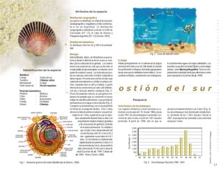 Atributos de la especie

                                                                    Distribución zoogeográfica
                                                                    La especie se distribuye en el litoral de la provin-




                                                                                                                                                                                                                                                                                                                                                                                         E S P E C I E S
                                                                    cia biogeográfica magallánica (Chile central has-
                                                                    ta el sur de Argentina). La distribución
                                                                    zoogeográfica latitudinal va desde el Golfo de
                                                                    Corcovado (44° LS) al Cabo de Hornos y
                                                                    Patagonia Argentina (55° LS) (Osorio, 2002).

                                                                    Distribución batimétrica
                                                                    Se distribuye entre los 2m y 200 m de profundi-




                                                              ○




                                                                                                                                                                                                                                                                                                                                                                                         B E N T O N I C A S
                                                                    dad.




                                                              ○
                                                              ○
                                                              ○
                                                                      Biología                                                                                                                                   Fig. 2. Ciclo de vida del ostión



                                                              ○
                                                                      Animal filtrador, dioico, sin dimorfismo sexual ex-

                                                              ○
                                                                      terno y donde la diferencia de los sexos se esta-               Ecología
                                                              ○
                                                              ○
                                                                      blece por la coloración de la gónada. Los ovarios               Habita principalmente en el submareal de playas                                                          lo cual determina aguas con bajas salinidades. Los
                                                              ○
                                                                      tienen una variación de color que oscila entre el               arenosas del centro y sur de Chile donde el sustrato                                                     juveniles se pueden encontrar fijados a macroalgas
                                                              ○


                                                                      rosado pálido al rojo anaranjado, en relación con el            frecuentemente es fangoso, formando agregaciones                                                         pardas, como Macrocystis pyrifera. Tiene un com-
                                                              ○



             Identificación de la especie
                                                              ○




                                                                      grado de madurez sexual. Los testículos presen-                 desde unos pocos individuos hasta millares. Se en-                                                       portamiento sedentario tanto para alimentarse como
                                                              ○




       Nombres                                                        tan un color que varía entre el ámbar traslúcido al             cuentran en fiordos, comúnmente con ventisqueros,                                                        para reproducirse (Guzmán et. al., 1999).
                                                              ○




       Común                  : Ostión del sur                        blanco opaco. Presenta una concha circular cuya
                                                              ○




       Científico             : Chlamys vitrea
                                                              ○




                                                                                                                                                                                                                                                                                                                                                                                         D E
                                                                      coloración normalmente es similar en ambas con-
       Internacional          : Scallop
                                                              ○




                                                                      chas, variando entre el café y el violeta. La parte

                                                                                                                                      ostión                                                                                                   del                                           sur
       Símil comercial : Pecten maximus
                                                              ○




                                                                      interna de la concha toma un color café brillante,
                                                              ○
                                                              ○




                                                                                                                                                                                                                                                                                                                                                                                         I M P O R T A N C I A
       Posición taxonómica                                            con pie y músculo aductor conspicuo (Fig. 1).
                                                              ○




       Phyllum                : Mollusca
                                                                                                                              ○   ○    ○   ○   ○   ○      ○              ○    ○   ○   ○    ○   ○    ○   ○    ○    ○   ○    ○   ○   ○   ○   ○   ○    ○   ○   ○   ○   ○   ○    ○   ○   ○   ○   ○   ○    ○   ○    ○   ○   ○   ○                              ○                      ○   ○
                                                                      Posee fecundación externa, la cual genera em-
       Clase                  : Bivalvia                              briones fecundados que se convierten en larvas
       Orden                  : Anysomiaria                           veliger de vida libre planctónica, cuyo período de                                                      Pesquería
       Familia                : Pectinidae                            permanencia en el agua es desconocido (Fig. 2).
       Género                 : Chlamys
                                                                      Completa su metamorfosis con el asentamiento                    Serie histórica de desembarques
                                                                      en forma de un pequeño bivalvo. A los 2 años                    Los registros históricos a nivel nacional se re-                                                         alcanzó el máximo histórico con 3.662 t (Fig. 3),
                        palpos labiales     estómago                  alcanza la talla de primera madurez sexual (esti-               montan a la década del ‘70. Desde 1988 y hasta                                                           los desembarques han disminuido notablemen-
                                                                         mada en 42,1 mm), a partir de la cual se repro-              el año 1997, los desembarques nacionales cre-                                                            te, alrededor de las 1.200 t anuales. Desde el
   oreja anterior de la                              diverticulos
          concha                                     digestivos               duce anualmente durante toda su vida, con               cieron de año en año a razón de 160 t anuales                                                            2001, la pesquería fue sometida a una veda total
                                                          aorta anterior          un período de máxima madurez gonádica               promedio. A partir de 1998, año en que se                                                                anual por 3 años.
                                                                ventrículo          y de evacuación de gametos centrado




                                                                                                                                                                                                                                                                                                                                                                                         C O M E R C I A L
         pié                                                     aurícola            en la época primaveral. Se establece                                                    4.000
   gónada                                                          aorta posterior que la talla crítica (dependiendo del
                                                                                                                                                                             3.500




                                                                                                                                                                                                                                                                                                                               Elaborada a partir de información de Sernapesca
                                                                                      sector) fluctúa entre 81,2 mm y 92,2
tentáculos                                                          músculo                                                                                                  3.000
                                                                                                                                                       Desembarque (t)


protectores                                                       aductor (liso)      mm, equivalente a una edad de 4-4,7
                                                                                     años. El crecimiento es relativamente                                                   2.500
                                                                     recto
    ocelos                                                                          rápido durante los primeros 3 años (1.6                                                  2.000
                                                                  ano
     intestino                                                                      mm promedio por mes), alcanzando la                                                      1.500
                                                             pliegue velar        talla comercial de 75 mm a los 5 años de                                                   1.000
        tentáculos                                            del manto
       sensoriales                                    músculo                   edad (Guzmán et. al., 1999; Collado et.                                                       500
                   nefridio                            aductor                 al., 2002; Reid y Osorio, 2000).
                                                      (estriado)                                                                                                                  0
                        branquia                                                                                                                                                          88       89       90        91       92 93           94       95 96           97       98 99           00       01

     Fig.1. Anatomía general del ostión (Modificado de Barnes, 1986)                                                                                                                               Fig. 3. Desembarque Nacional 1988 - 2001
                                                                                                                                                                                                                                                                                                                                                                                     17
 