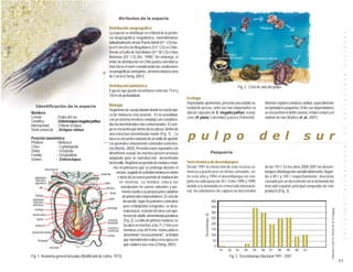 Atributos de la especie

                                                          Distribución zoogeográfica
                                                          La especie se distribuye en el litoral de la provin-




                                                                                                                                                                                                                                                                                                                                                                             E S P E C I E S
                                                          cia biogeográfica magallánica, extendiéndose
                                                          latitudinalmente desde Puerto Montt (41° LS) has-
                                                          ta el Estrecho de Magallanes (53° LS) en Chile.
                                                          Desde el Golfo de San Matías (41°30’ LS) e Islas
                                                          Malvinas (55° LS) (Ré, 1998). Sin embargo, el
                                                          límite de distribución en Chile podría extenderse
                                                          más hacia el norte considerando las condiciones
                                                          oceanográficas semejantes, al menos hasta la zona




                                                                                                                                                                                                                                                                                                                                                                             B E N T O N I C A S
                                                          de Corral (Chong, 2001).




                                                     ○
                                                     ○
                                                     ○
                                                          Distribución batimétrica                                                                                                                  Fig. 2. Ciclo de vida del pulpo


                                                     ○
                                                          Especie que puede encontrarse entre los 15 m y

                                                     ○
                                                     ○
                                                          150 m de profundidad.
                                                                                                                          Ecología
                                                     ○
                                                     ○                                                                    Depredador oportunista, presenta una amplia va-                                                          Además registra conducta canibal, especialmente
   Identificación de la especie                           Biología
                                                     ○

                                                                                                                          riedad de presas, entre las más importantes se                                                           en ejemplares pequeños. Entre sus depredadores
                                                          Organismo de cuerpo blando donde la concha típi-
                                                     ○




Nombres                                                                                                                   ubican cápsulas de E. megalocyathus, crustá-                                                             se encuentran el delfín austral, el lobo común y el
                                                     ○




                                                          ca de moluscos esta ausente. En la actualidad,
Común                 : Pulpo del sur
                                                     ○




                                                                                                                          ceos (H. plana, Cancridae) y peces (Teleostei).                                                          salmón de mar (Ibañez et. al., 2001).
                                                          con un sistema nervioso complejo son considera-
                                                     ○




Científico            : Enteroctopus megalocyathus
                                                          dos los invertebrados más evolucionados. El cuer-
                                                     ○




Internacional         : Chilean octopus
                                                     ○




                                                                                                                                                                                                                                                                                                                                                                             D E
Símil comercial : Octopus mimus                           po se encuentra por detrás de la cabeza, dentro de

                                                                                                                          p u l p o                                                                                            d e l                                              s u r
                                                     ○




                                                          una estructura denominada manto (Fig. 1). La
                                                     ○




Posición taxonómica                                       boca se encuentra rodeada de un anillo de apéndi-
                                                     ○




Phyllum               : Mollusca
                                                     ○




                                                                                                                                                                                                                                                                                                                                                                             I M P O R T A N C I A
                                                          ces prensiles comúnmente conocidos como bra-
                                                                                                                  ○   ○    ○   ○   ○   ○   ○          ○          ○   ○    ○    ○   ○   ○    ○   ○    ○   ○    ○   ○   ○    ○   ○   ○   ○   ○   ○   ○    ○   ○    ○   ○    ○   ○   ○    ○   ○   ○   ○   ○   ○   ○                            ○                        ○   ○

Clase                 : Cephalopoda                       zos (Rocha, 2003). Presenta sexos separados con
Orden                 : Octopoda                                                                                                                                 Pesquería
Familia               : Octopodidae                       dimorfismo sexual, los machos poseen un brazo
Género                : Enteroctopus                      adaptado para la reproducción denominado
                                                          hectocótilo. Registran un período de madurez máxi-              Serie histórica de desembarques
                                                              ma en primavera que se prolonga durante el                  Desde 1991 la extracción de este recurso co-                                                             de las 197 t. En los años 2000-2001 los desem-
             masa bucal
                                                                 verano, seguido de actividad mínima en otoño             mienza a practicarse en forma constante, en-                                                             barques disminuyeron considerablemente, llegan-
                                                   umbrella
    glándulas                                                     e inicio de un nuevo período de maduración              tre este año y 1994 el desembarque en con-                                                               do a 89 t y 105 t respectivamente, descenso
     salivales                                                                                                            junto no sobrepasa las 45 t. Entre 1995 y 1999,                                                          causado por un decremento en la demanda del
    superiores                                       labio         en invierno. La hembra coloca las
         ojo                                           dientes       ovicápsulas en cuevas naturales y per-               debido a la demanda en el mercado internacio-                                                            mercado español, principal comprador de este
                                                           brazo      manece junto a su postura para cuidarlas            nal, los volúmenes de captura no descienden                                                              producto (Fig. 3).
     faringe                                                          de potenciales depredadores. El ciclo de
  glándulas                                               sifón




                                                                                                                                                                                                                                                                                                                                                                             C O M E R C I A L
  salivales                                                           desarrollo sigue los patrones conocidos                                                    400
  inferiores                                                           para cefalópodos octopodos, es decir,
                                                       estómago                                                                                                  350
    esófago




                                                                                                                                                                                                                                                                                                                   Elaborada a partir de información de Sernapesca
                                                                       oviposturas, eclosión de larva con apa-                                                   300
 arteria aorta                                                         riencia de adulto, denominada paralarva
                                                                                                                                               Desembarque (t)


      buche                                                                                                                                                      250
                                                         corazón       (Fig. 2). La talla de primera madurez se
                                                        branquial                                                                                                200
    oviducto                                                           localiza en machos a los 71,7 mm y en
                                                        corazón o                                                                                                150
                                                        ventrículo     hembras a los 69,9 mm. mariscadores
 arteria del manto
                                                        ovario         denominan “encuevamiento” , actividad                                                     100
        branquia                                                       que normalmente realiza en la época en                                                        50
                                                                       que cuidan a sus crías (Chong, 2001).                                                          0
             intestino
                                                                                                                                                                              91       92       93           94       95       96      97          98       99           00       01
Fig. 1. Anatomía general del pulpo (Modificado de Lotina, 1973)                                                                                                                        Fig. 3. Desembarque Nacional 1991 - 2001
                                                                                                                                                                                                                                                                                                                                                                         21
 