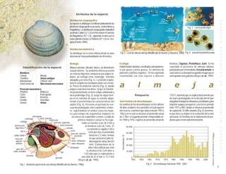Atributos de la especie

                                                                    Distribución zoogeográfica




                                                                                                                                                                                                                                                                                                                                                                                  E S P E C I E S
                                                                    La especie se distribuye en el litoral continental de las
                                                                    provincias biogeográficas peruana, centrochilena y                                                                                                                                                     Fig. 3. Larva pediveliger
                                                                    magallánica. La distribución zoogeográfica latitudinal
                                                                    va desde Callao (12° LS) en Perú hasta el Estrecho
                                                                    de Magallanes (53° LS), siguiendo al norte por la
                                                                    costa atlántica hasta La Paloma (35° LS) en Uru-
                                                                    guay (Osorio, 2002).




                                                               ○




                                                                                                                                                                                                                                                                                                                                                                                  B E N T O N I C A S
                                                                    Distribución batimétrica




                                                               ○
                                                               ○
                                                                    Se distribuye en la costa chilena desde la zona                     Fig. 2. Ciclo de vida de almeja (Modificado de Bustos y Olavarría, 2000) Fig. 4. Juvenil metamorfoseado




                                                               ○
                                                                    intermareal hasta profundidades de 40 metros.


                                                               ○
                                                               ○
                                                               ○
                                                               ○
                                                                    Biología                                                            Ecología                                                                                           bivalvos (Tagelus, Protothaca, Gari). Se ha
                                                               ○
           Identificación de la especie
                                                               ○
                                                                     Molusco bivalvo, filtrador, dioico, sin dimorfismo                 Habita fondos blandos constituidos principalmen-                                                   reportado la presencia de almejas adultas
                                                                                                                                        te por grava y arena gruesa. Se alimenta de                                                        parasitadas por el tremátodo Cercaria armate, el
                                                               ○



                                                                     sexual externo. Su anatomía interna presenta
                                                               ○




         Nombres                                                     un sistema digestivo compuesto por palpos la-                      plancton y detritus orgánico. Se ha registrado                                                     cual castra a su huésped ocupando el lugar que le
                                                               ○




         Común                 : Almeja                              biales, un esófago corto, estómago, intestino                      coexistiendo con esta especie a diversos                                                           corresponde a los gametos (Reyes et. al., 1995).
                                                               ○




         Científico            : Venus antiqua
                                                               ○




         Internacional         : Chilean clam                        alargado y un recto (Fig. 1). La función respira-

                                                                                                                                        a                                              l                           m                                   e                               j                            a
                                                               ○




                                                                                                                                                                                                                                                                                                                                                                                  D E
         Símil comercial : Mercenaria mercenaria                     toria la cumplen las branquias junto con el man-
                                                               ○




                                                                     to. Posee fecundación externa (Fig. 2), dando
                                                               ○
                                                               ○




         Posición taxonómica                                         origen a una larva trocófora, la que se transfor-          ○   ○   ○       ○             ○    ○   ○   ○   ○   ○   ○   ○   ○   ○   ○   ○   ○   ○   ○   ○   ○   ○   ○   ○   ○   ○   ○   ○   ○   ○   ○   ○   ○   ○   ○    ○   ○   ○   ○   ○   ○   ○               ○                                     ○   ○
                                                               ○




                                                                                                                                                                                                                                                                                                                                                                                  I M P O R T A N C I A
         Phyllum               : Mollusca                            ma posteriormente en larva veliger umbonada y
         Clase                 : Pelecypoda                          larva pediveliger (Fig. 3), luego de algún tiem-                                                          Pesquería                                                   7.937 t, aumento que se explica básicamente por
         Orden                 : Bivalvia                            po en la columna de agua se asienta adqui-                                                                                                                            las leyes promulgadas en la década del 60 que
         Familia               : Veneridae
                                                                     riendo el juvenil todas las características del                    Serie histórica de desembarques                                                                    otorgaban franquicias tributarias y facilidades para
         Género                : Venus
                                                                     adulto (Fig. 4). Presenta un período de eva-                       Un análisis de los desembarques en los últimos                                                     importar equipos pesqueros; y un tercer período
                                                                     cuación prolongado entre septiembre a febre-                       48 años establece tres períodos en la pesquería                                                    entre 1977 y 2001, donde se observa un promedio
                                                                     ro, registrándose en ambos sexos los mayo-                         del recurso, el primero que abarca desde 1955 a                                                    de captura de 25.806 t anuales (Fig. 5), incremen-
                                                                     res porcentajes de organismos maduros en                           1963 y en el cual se alcanza un promedio anual                                                     to que tiene su origen en la evolución del sector
                          nefrostoma                                    los meses de septiembre a enero. La talla de                    de 2.706 t; el segundo período comprendido en-                                                     artesanal, en términos de la elaboración de pro-
                estómago           aorta anterior
                                             ventrículo                         primera madurez sexual se ha regis-                     tre 1964 y 1976, registra un promedio anual de                                                     ductos para el mercado internacional.
         esófago                                  aurícula izquierda                 trado en machos a los 36,3 mm y
 divertículos                                            aorta posterior                 en hembras a los 36,7 mm. El
  digestivos                                                                                                                                                      50.000




                                                                                                                                                                                                                                                                                                                                                                                  C O M E R C I A L
                                                                 nefridio                  crecimiento es rápido (1,69 a
          boca                                                        recto
                                                                                            3 mm por mes en promedio)                                             40.000
                                                                      musculo aductor




                                                                                                                                                                                                                                                                                                                        Elaborada a partir de información de Sernapesca
 palpo labial                                                               posterior         hasta los 2,7 años, tiempo
                                                                                                                                            Desembarque (t)




  músculo                                                               ano                   en que alcanza la talla mí-                                         30.000
   aductor                                                              sifón exhalante       nima legal de extracción (55
   anterior                                                            sifón inhalante        mm). Estimaciones de la                                             20.000
                                                                      branquias              talla crítica indican que ésta
   saco del
estilo cristalino                                                                         se alcanza a los 3,64 años ±                                            10.000
                                                          pié
                                                                                        1,02 años que es equivalente a
                  intestino
                                                    gónada                          una talla de 61,8 mm ± 15,7 mm                                                         0
                                                                                (Reyes et. al., 1995).                                                                     1955        1960            1965        1970            1975        1980            1985        1990            1995         2000

       Fig.1. Anatomía general de una almeja (Modificado de Barnes, 1986)                                                                                                                          Fig. 5. Desembarque Nacional 1955 - 2001
                                                                                                                                                                                                                                                                                                                                                                              1
 