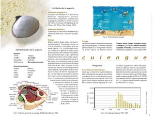 Atributos de la especie

                                                                 Distribución zoogeográfica
                                                                 La especie se distribuye en el litoral de las




                                                                                                                                                                                                                                                                                                                                                                          E S P E C I E S
                                                                 provincias biogeográficas peruana,
                                                                 centrochilena y magallánica. La distribución
                                                                 zoogeográfica latitudinal va desde Pucusana
                                                                 (18° LS) en Perú hasta el Archipiélago de Los
                                                                 Chonos (43° LS) en Chile (Osorio, 2002).




                                                             ○
                                                             ○
                                                                 Distribución batimétrica




                                                             ○
                                                                 Se distribuye en el nivel inferior del intermareal y




                                                             ○
                                                             ○




                                                                                                                                                                                                                                                                                                                                                                          B E N T O N I C A S
                                                                 submareal, desde los 2 m a los 30 m de profun-




                                                             ○
                                                                 didad.




                                                             ○
                                                                                                                                                                                                   Fig. 2. Ciclo de vida de culengue



                                                             ○
                                                             ○
                                                                   Biología


                                                             ○
                                                                   Molusco bivalvo, filtrador, dioico, sin dimorfis-            Ecología

                                                             ○
                                                                   mo sexual externo. Su morfología interna y su                Habita fondos blandos constituidos principalmente                                                  (Tawera, Semele, Tagelus, Protothaca, Venus,
                                                             ○
                                                             ○                                                                  por grava y arena gruesa. Se alimenta de plancton                                                  Carditopsis), gastrópodos (Mitrella, Nassarius,
                                                                   ciclo de vida básico corresponde al de una
                                                             ○


                                                                   almeja (Figuras 1 y 2). En los períodos de des-              y detritus orgánico. Se ha registrado coexisten-                                                   Crepidula, Fissurella), equinodermos (Ofiuros,
                                                             ○




             Identificación de la especie                          ove, se liberan los gametos al medio natural                 cia de esta especie con diversos bivalvos                                                          Holoturoideos) y poliquetos (Jerez et. al., 1999).
                                                             ○
                                                             ○




                                                                   donde se produce la fecundación, desarrollán-
         Nombres
                                                             ○




                                                                   dose una larva trocofora, la que experimenta

                                                                                                                                c                                 u                       l                e                       n                        g                       u                       e
                                                             ○




         Común              : Culengue
                                                             ○




                                                                                                                                                                                                                                                                                                                                                                          D E
                                                                   metamorfosis primero a larva veliger y poste-
         Científico         : Gari solida
                                                             ○




                                                                   riormente a una larva pediveliger, luego de al-
                                                             ○




         Internacional      : Pacif clam
                                                                   gún tiempo en la columna de agua se asienta
                                                                                                                        ○   ○   ○   ○   ○   ○         ○       ○   ○   ○   ○   ○   ○   ○   ○    ○   ○   ○   ○   ○   ○   ○   ○   ○   ○    ○   ○   ○   ○   ○   ○   ○   ○   ○   ○   ○   ○   ○   ○   ○   ○   ○   ○                 ○                                   ○   ○
                                                             ○




         Símil comercial : Mercenaria mercenaria




                                                                                                                                                                                                                                                                                                                                                                          I M P O R T A N C I A
                                                                   adquiriendo todas las características del adulto
                                                                   (Olavarría et. al., 1996). Presenta un ciclo                                                       Pesquería                                                    en 1988. El segundo entre 1989 y 1995 experi-
         Posición taxonómica
                                                                   reproductivo anual sin un marcado período de                                                                                                                    menta un explosivo aumento, causado princi-
         Phyllum            : Mollusca
                                                                   reposo gonadal, expresándose madurez máxi-                   Serie histórica de desembarques                                                                    palmente por la demanda que expresa el mer-
         Clase              : Pelecypoda
                                                                   ma en los meses de febrero, mayo y diciem-                   Desde que se iniciaron los registros históricos                                                    cado internacional y cuyo volumen promedio
         Orden              : Bivalvia
                                                                   bre, con una etapa de evacuación de gametos                  del desembarque de esta especie, hace 23 años,                                                     anual en este lapso alcanza las 20.034 t, obser-
         Familia            : Garidae
                                                                   entre febrero-marzo, mayo-junio y diciembre-                 la pesquería de este recurso denota tres perío-                                                    vando su captura más alta en 1990 con 31.372 t. El
         Género             : Gari
                                                                   enero. El asentamiento se produce en forma                   dos: el primero que abarca desde 1978 a 1988                                                       tercer período (1996-2001) registra un promedio anual
                      nefrostoma
                                                                        masiva durante el otoño con la consecuen-               y en el cual el volumen promedio anual es de                                                       de 7.111 t, donde el máximo extraído se presenta
              estómago         aorta anterior                               te presencia de cohortes de reclutas                448 t, siendo el máximo registrado de 1.542 t                                                      en 1999 con 9.931 t. (Fig. 3).
                                         ventrículo
        esófago                               aurícula izquierda                 en invierno. La talla mínima de pri-
 divertículos                                        aorta posterior                mera madurez sexual en ma-
                                                                                                                                                              40.000




                                                                                                                                                                                                                                                                                                                                                                          C O M E R C I A L
  digestivos                                                 nefridio                  chos se encuentra entre 35-
        boca                                                      recto                  39,9 mm y en hembras en




                                                                                                                                                                                                                                                                                                                Elaborada a partir de información de Sernapesca
                                                                  musculo aductor         un rango de 40-44,9 mm.                                             30.000
                                                                                                                                            Desembarque (t)


 palpo labial                                                           posterior         Estimaciones de la talla
  músculo                                                           ano
  aductor                                                           sifón exhalante       crítica indican que esta se                                         20.000
  anterior                                                          sifón inhalante       alcanza en un rango de
                                                                                          61 mm a 66 mm (Asencio
                                                                  branquias                                                                                   10.000
   saco del                                                                              et. al., 1996).
estilo cristalino                                     pié
                    intestino                                                                                                                                         0
                                                gónada                                                                                                                1978                    1982             1986                    1990             1994                1998

          Fig.1. Anatomía general de un culengue (Modificado de Barnes, 1986)                                                                                                             Fig. 3. Desembarque Nacional 1955 - 2001
                                                                                                                                                                                                                                                                                                                                                                      3
 