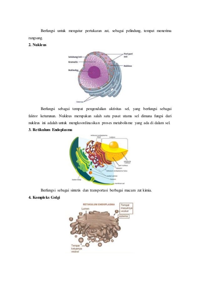 Gambar Sel Hewan Beserta Keterangan 