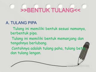 A. TULANG PIPA
Tulang ini memiliki bentuk sesuai namanya,
berbentuk pipa.
Tulang ini memiliki bentuk memanjang dan
tengahnya berlubang.
Contohnya adalah tulang paha, tulang betis,
dan tulang lengan.
 