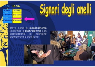 LS Sc LS SA
5°anno
 °        5°anno
           °

2°biennio 2°biennio
 °         °


1°biennio 1°biennio
 °         °



      Breve corso di inanellamento
      scientifico e birdwatching con
      applicazione      di   tecniche
      biometriche e statistiche
 
