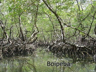 Boipeba 