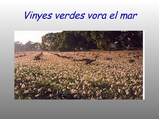 Vinyes verdes vora el mar 