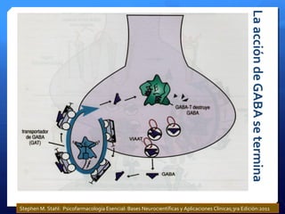 LaaccióndeGABAsetermina
Stephen M. Stahl: Psicofarmacología Esencial: Bases Neurocientíficas y Aplicaciones Clinicas;3ra Edición:2011
 