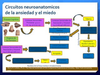 Circuitos neuroanatomicos
de la ansiedad y el miedo
Órganos de
los Sentidos
Cortezas Sensoriales
Primarias 3,1 y 2
17, 34, 41 y 42, 43.
Cortezas Sensoriales de
Asociación y Visceral
(5,7) (18,19) (28) (22)
Proceso Cognitivo
Corteza Cingulada
Anterior
Sistema Reticular
Activador Ascendente
SN
Simpático
Barry H. Cohen, Ph.D. The Neural Substrate of the Subjective Experience of Anxiety; New York University
2009.
Cortezas Sensoriales de
Asociación y Visceral
(5,7) (18,19) (28) (22)
Nucleos de la línea media e intralaminares
Hipotálamo
Núcleo Lateral y
Paraventricular
EstríaTerminal
Corteza
Prefrontal
Tálamo
EstimulaciónGlutamatérgica
Amígdala
Grupo de Núcleos
Basolaterales
Tálam
o
Área Tegmental
Ventral
Vía Dopaminérgica
Núcleos del Rafe
Vía Serotoninérgica
Locus Coeruleus
Vía Noradrenérgica
Amígdala
 