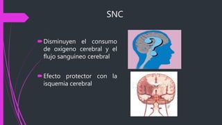 SNC
Disminuyen el consumo
de oxígeno cerebral y el
flujo sanguíneo cerebral
Efecto protector con la
isquemia cerebral
 