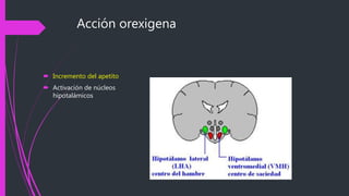 Acción orexigena
 Incremento del apetito
 Activación de núcleos
hipotalámicos
 