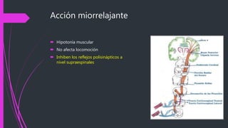Acción miorrelajante
 Hipotonía muscular
 No afecta locomoción
 Inhiben los reflejos polisinápticos a
nivel supraespinales
 