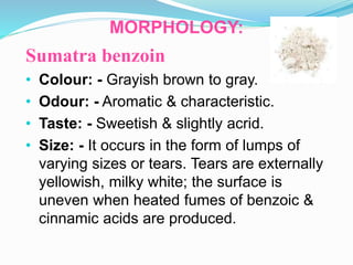 MORPHOLOGY:
Sumatra benzoin
• Colour: - Grayish brown to gray.
• Odour: - Aromatic & characteristic.
• Taste: - Sweetish & slightly acrid.
• Size: - It occurs in the form of lumps of
varying sizes or tears. Tears are externally
yellowish, milky white; the surface is
uneven when heated fumes of benzoic &
cinnamic acids are produced.
 