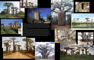 The baobabs,
totaling about a dozen species, are native to the hot dry savannas in Africa, Madagascar and northern
Australia. The baobab tree is also known as the monkey bread tree, cream of tartar tree, lemonade tree and
sour gourd tree. The baobab tree has an enormous trunk with tapering branches and can attain a maximum
height of 75 feet and maximum diameter of 60 feet around the trunk. It is also one of the longest lived trees
in the world; radio-carbon dating has measured ages of over 2,000 years. The leaves are about 5 inches long
and have three to seven glossy leaflets. It produces 5 to 7 inch flowers with five white petals and numerous
purplish stamen.
      The baobab is highly regarded by African people because all of its parts can be utilized in some
capacity. In addition to being an important source of timber, the trunks are often hollowed out by people who
use them for shelter, grain storage or as water reservoirs. The hollowed trunks also serve as burial sites.
Some of the most important products come from the bark of the tree, which contains a fiber that is used to
make fishnets, cords, sacks and clothing. The bark can also be ground into a powder for flavoring food. The
leaves of the baobab were traditionally used for leaven but are also used as a vegetable. Its fruits and seeds
are also edible for humans and animals. The pulp of the fruit, when dried and mixed with water, makes a
beverage that tastes similar to lemonade. The seeds, which taste like cream of tartar and are a valuable source
of vitamin C, were traditionally pounded into meal when other food was scarce. Other products such as soap,
necklaces, glue, rubber, medicine and cloth can be produced from the various parts of the baobab tree.
 