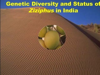 Genetic Diversity and Status of
Ziziphus in India
 