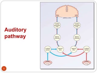 Auditory
pathway
5
 