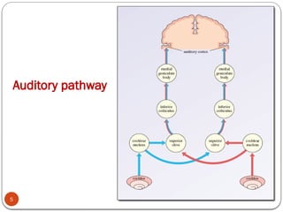 Auditory pathway
5
 