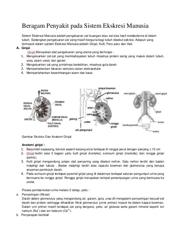 Beragam Penyakit Pada Sistem Ekskresi Manusia