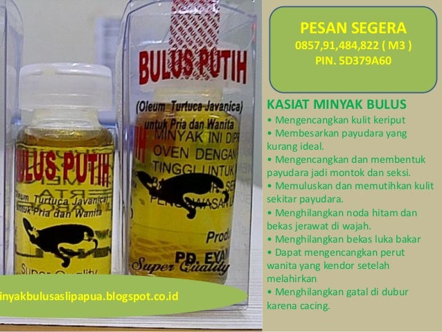 berapa harga minyak bulus yang asli yang jual minyak berapa harga minyak bulus yang asli yang jual minyak