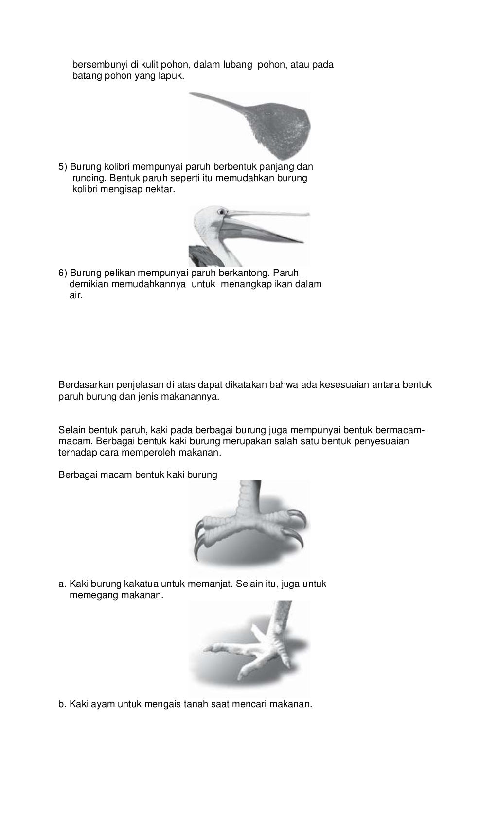 Berbagai Bentuk Paruh Dan Kaki Unggas Serta Fungsinya