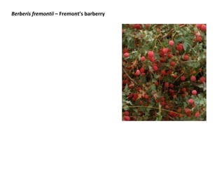 Berberis fremontii – Fremont’s barberry
 