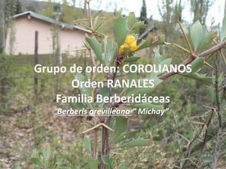 Grupo de orden: COROLIANOS
Orden RANALES
Familia Berberidáceas
Berberis grevilleana “ Michay”
 