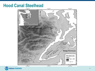 11
Hood Canal Steelhead
 