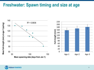 Freshwater: Spawn timing and size at age
13
R² = 0.8836
80
90
100
110
120
130
140
50 100 150
Meanforklength(mm)atage-1(spring)
Mean spawning date (days from Jan 1)
0
20
40
60
80
100
120
140
160
180
200
220
Age-1 Age-2 Age-3Forklength(mm)
 
