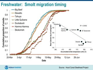 Source: Hood Canal Steelhead Project
0
0.1
0.2
0.3
0.4
0.5
0.6
0.7
0.8
0.9
1
20-Mar 3-Apr 17-Apr 1-May 15-May 29-May 12-Jun 26-Jun
Cumulativeproportionofsmolts
Date
Big Beef
Dewatto
Tahuya
Little Quilcene
Duckabush
Hamma Hamma
Skokomish
Freshwater: Smolt migration timing
L. Quilcene
Duckabush
Hamma
Hamma SF Skokomish
TahuyaDewatto
Big Beef
R² = 0.6455
110
115
120
125
130
135
360 410 460 510 560 610
MeanCalendardayofoutmigration
Accumulated winter temperature units ( C)
 