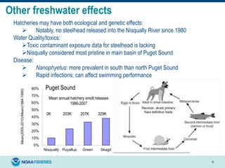 16
Other freshwater effects
Hatcheries may have both ecological and genetic effects:
 Notably, no steelhead released into the Nisqually River since 1980
Water Quality/toxics:
Toxic contaminant exposure data for steelhead is lacking
Nisqually considered most pristine in main basin of Puget Sound
Disease:
 Nanophyetus: more prevalent in south than north Puget Sound
 Rapid infections; can affect swimming performance
0%
10%
20%
30%
40%
50%
60%
70%
80%
Nisqually Puyallup Green Skagit Quinault Queets Hoh Quillayute
Mean(2005-2010)/Mean(1984-1989)
Puget Sound Washington Coast
Mean annual hatchery smolt releases
1986-2007
0K 203K 207K 329K
 