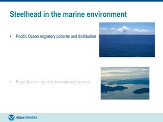 Steelhead in the marine environment
• Pacific Ocean migratory patterns and distribution
• Puget Sound migratory behavior and survival
 