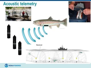 Acoustic telemetry
Vemco 7mm and 9 mm pingers
@ 69kHz, 136 db
 