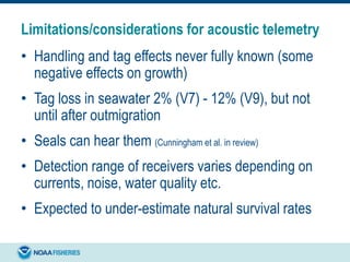 Limitations/considerations for acoustic telemetry
• Handling and tag effects never fully known (some
negative effects on growth)
• Tag loss in seawater 2% (V7) - 12% (V9), but not
until after outmigration
• Seals can hear them (Cunningham et al. in review)
• Detection range of receivers varies depending on
currents, noise, water quality etc.
• Expected to under-estimate natural survival rates
 