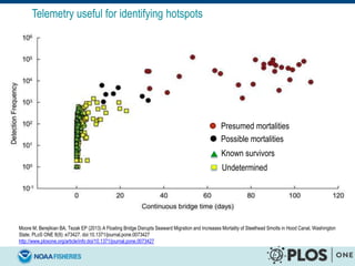 Moore M, Berejikian BA, Tezak EP (2013) A Floating Bridge Disrupts Seaward Migration and Increases Mortality of Steelhead Smolts in Hood Canal, Washington
State. PLoS ONE 8(9): e73427. doi:10.1371/journal.pone.0073427
http://www.plosone.org/article/info:doi/10.1371/journal.pone.0073427
Known survivors
Presumed mortalities
Telemetry useful for identifying hotspots
Possible mortalities
Undetermined
 