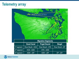 Telemetry array
Migration Segments
Hood Canal Puget Sound Skagit
1st segment River Mouth - HCB River Mouth - CPS River Mouth - DP
2nd segment HCB – ADM CPS – ADM
3rd segment ADM – JDF ADM – JDF DP - JDF
 