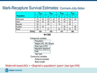 Mark-Recapture Survival Estimates: Cormack-Jolly-Seber
Population
N2006 N2007 N2008 N2009
W H W H W H W H
Hood canal 73 33 123 47 67 42 105 59
Green 100 50 39 50 48 50 50 -
Nisqually 55 - 49 - 14 - 69 -
Puyallup 25 25 - - - 90 - 66
Skagit 23 - 47 - 50 50 25 55
TOTAL 334 355 411 293
Categorical variables
Population
Region (HC, SS, Skagit)
Rear type (H/W)
Migration Segment
Year
Tag Type
Continuous variables
Distance travelled
Body Length
Model with lowest AICc = ~(Segment x population)+ (year)+ (rear type H/W)
N=1393
 