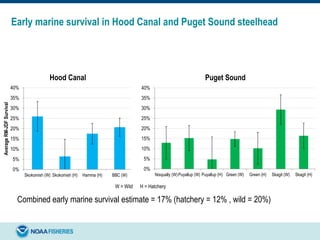 Early marine survival in Hood Canal and Puget Sound steelhead
0%
5%
10%
15%
20%
25%
30%
35%
40%
Skokomish (W) Skokomish (H) Hamma (H) BBC (W)
AverageRM-JDFSurvival
Hood Canal
0%
5%
10%
15%
20%
25%
30%
35%
40%
Nisqually (W)Puyallup (W) Puyallup (H) Green (W) Green (H) Skagit (W) Skagit (H)
Puget Sound
W = Wild H = Hatchery
Combined early marine survival estimate = 17% (hatchery = 12% , wild = 20%)
 