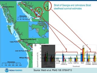 Source: Welch et al. PNAS 108: 8708-8713
Strait of Georgia and Johnstone Strait
steelhead survival estimates
 