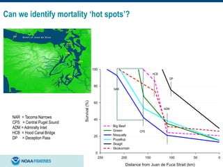 Distance from Juan de Fuca Strait (km)
050100150200250
Survival(%)
0
20
40
60
80
100
Big Beef
Green
Nisqually
Puyallup
Skagit
Skokomish
Can we identify mortality ‘hot spots’?
NAR
CPS
HCB
DP
ADM
NAR = Tacoma Narrows
CPS = Central Puget Sound
ADM = Admiralty Inlet
HCB = Hood Canal Bridge
DP = Deception Pass
 